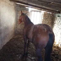 اسب نریان 8ماهه|اسب و تجهیزات اسب‌سواری|سیمین شهر, |دیوار