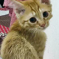واگذاری رایگان گربه