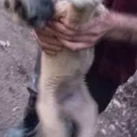 سگ سراب|سگ|رشت, لاکان|دیوار