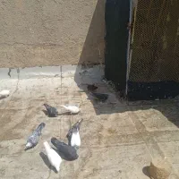 کبوتر