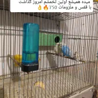 ده جفت مرغ عشق نژاد دار (حراج)|پرنده|پاوه, |دیوار