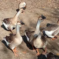 تخم غاز محلی آفریقایی|حیوانات مزرعه|آستانه اشرفیه, |دیوار