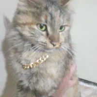 گربه سیبرین|گربه|لنگرود, |دیوار