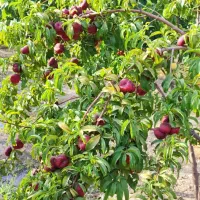 فروش-باغ-یوسف-رضا-میوه-دار