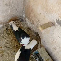 کبوتر|پرنده|فسا, |دیوار