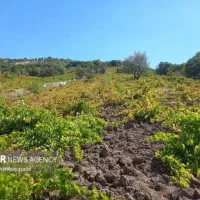 فروش-زمین-200متری
