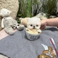 مالتیپو مینی اپارتمانی تیکاپ