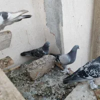 کبوتر ترکیه ای بازیکن صداکت دار|پرنده|اصفهان, باغ فدک|دیوار