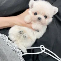 فروش توله سگ مالتیز