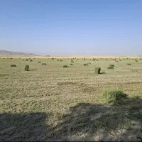 یونجه و کاه گندم وکدو دامی|عمده‌فروشی|مشهد, مهدی آباد|دیوار