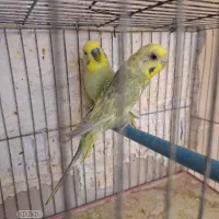 مرغ عشق رنگین کمانی و فالو|پرنده|شیراز, آزادی|دیوار