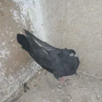 کبوتر|پرنده|ایذه, |دیوار