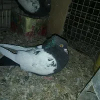 یه جفت سینه سیاه درجه یک بدون دم پوز|پرنده|داراب, |دیوار