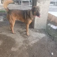واگذاری سگ سراب با هزینه|سگ|رشت, کوی مهر|دیوار