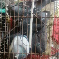 فروش پلاکی زدوخوردی یامعاوضه|پرنده|کوهمره, |دیوار