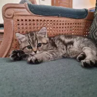 گربه-بریتیش-بچه گربه