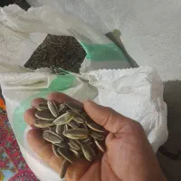 تخمه ایباکلاراس ۴۰۰