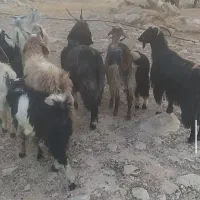 بز بی
