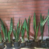 سانسوریاپوست ماریگلدانی فقط(۱۳۰ تومان - ۹۰تومان)