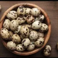 فروش تخم بلدرچین