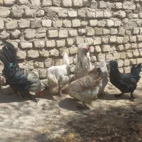 مرغ وخروس معاوضه با کفتر انگشتر هرچی|حیوانات مزرعه|مشهد, ثامن|دیوار