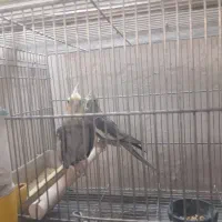 عروس هلندی|پرنده|اصفهان, ارداجی|دیوار