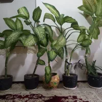 گل دیفن فیکوس یوکا کاکتوس مفت مفت