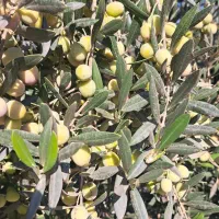 روغن زیتون درختان آربیکن|خوردنی و آشامیدنی|گیلوان, |دیوار