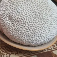 سنگ دریایی بزرگ|کلکسیون اشیاء عتیقه|شاهینشهر, خانه کارگر|دیوار