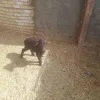 بره شیری سالم