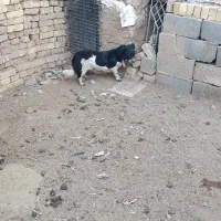 فروش سگ قیمت ۵۰۰تومان|سگ|یزد, |دیوار