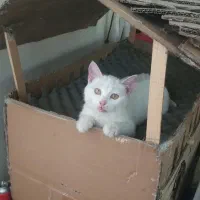 گربه سفید نر یک ساله