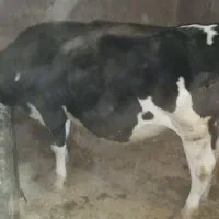 گاو و گوساله