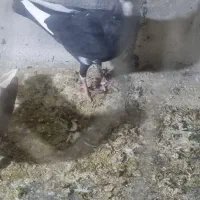 کفتر کبوتر|پرنده|شیراز, شهرک ولیعصر|دیوار