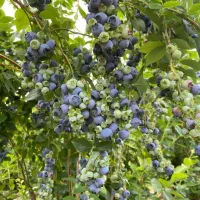 ـ نهـال بلوبری دوک|خدمات باغبانی و درختکاری|آمل, |دیوار