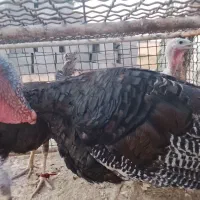 بوقلمون یک ساله