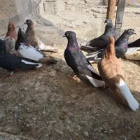 15عددرنگی