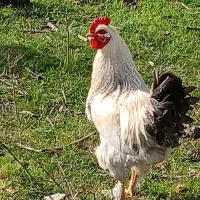 خروس دورگه برهما