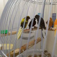 قناری رسمی بلند