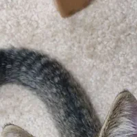 گربه پیدا شده با قلاده