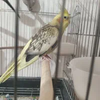 عروس هلندی نر|پرنده|نسیمشهر, |دیوار