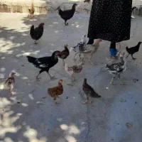 فروش مرغ وجوجه