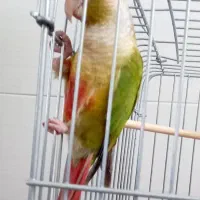 طوطی گرینچیک دستی