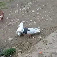 کبوتر|پرنده|چگنی, |دیوار