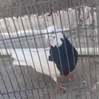 کبوتر  طوقی سیاه واکسی قلدر