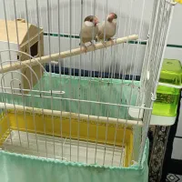 یک جفت فنچ نرگسی نسکافه ایی|پرنده|سمنان, |دیوار