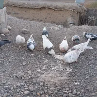 کبوتر|پرنده|بافت, |دیوار