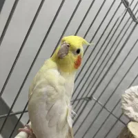 عروس هلندی|پرنده|کرج, شهرک فهمیده|دیوار