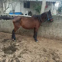 مادیان|اسب و تجهیزات اسب‌سواری|رضوانشهر, |دیوار