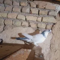 پرنده|پرنده|کوهدشت, |دیوار